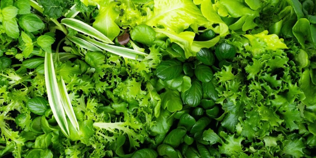 12 Easy Hydroponic Plants for Beginners