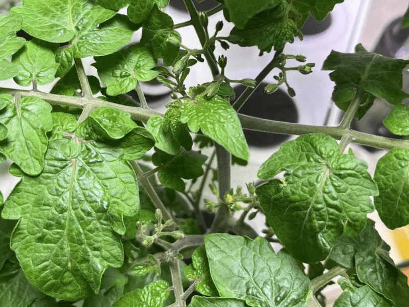 Unpollinated flowers dropping in indoor hydroponic system.