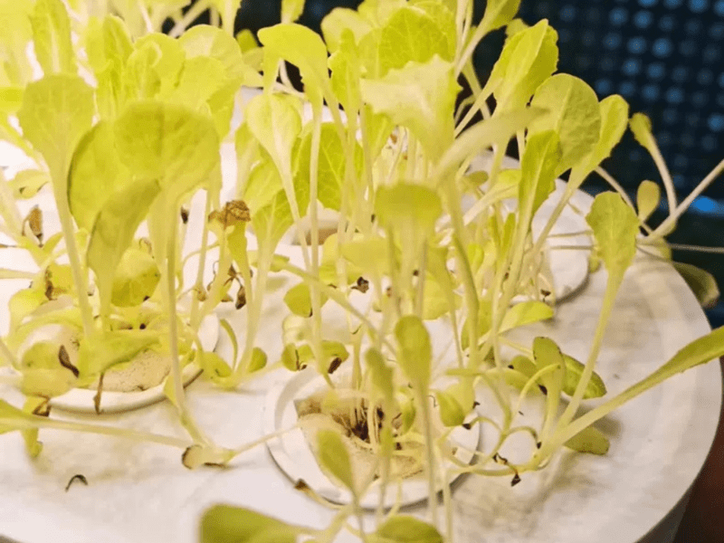 Growing Herbs Hydroponically Setup by Greenfuturehydro.