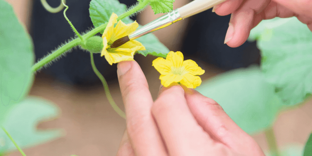 How Are Hydroponic Plants Pollinated?