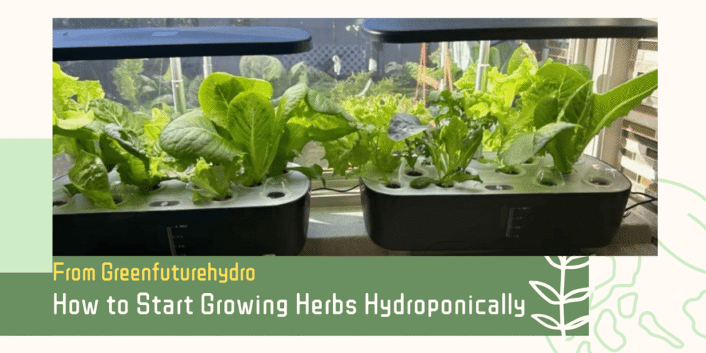 How to Start Growing Herbs Hydroponically？