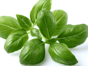 Hydroponic basil plant ideal for small home gardens.