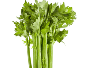 Hydroponic celery plant perfect for beginner growers.