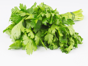 Fresh cilantro growing hydroponically for new gardeners.