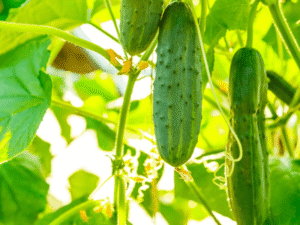 Hydroponic cucumbers growing in beginner-friendly systems.