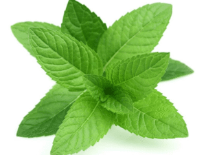 Easy-to-grow mint plant in hydroponic setups for novices.