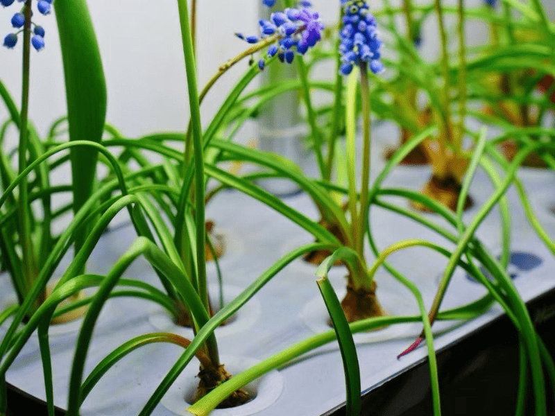 Harvesting Hydroponic Herbs by Greenfuturehydro.