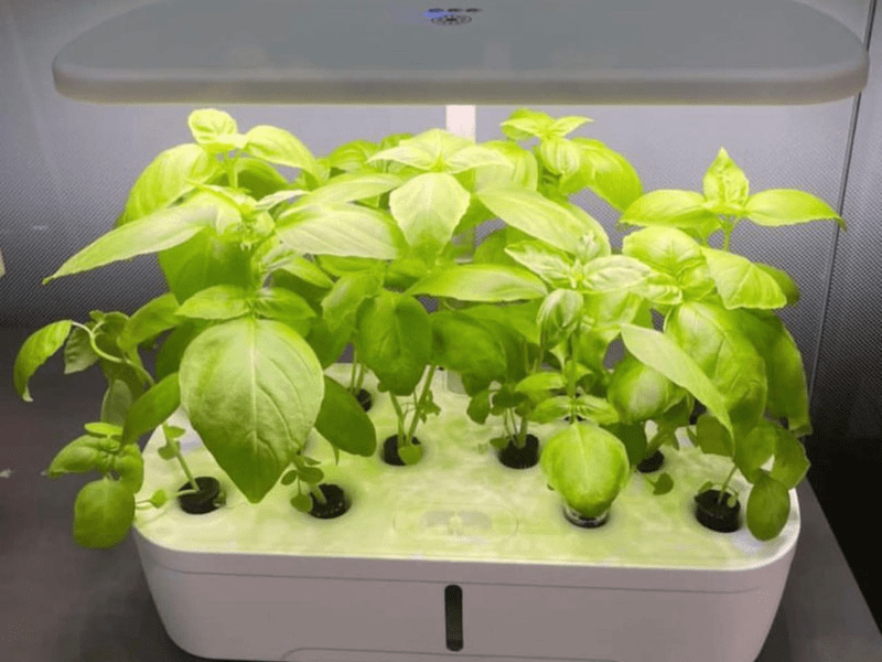 Indoor Hydroponic Herbs Garden by Greenfuturehydro.