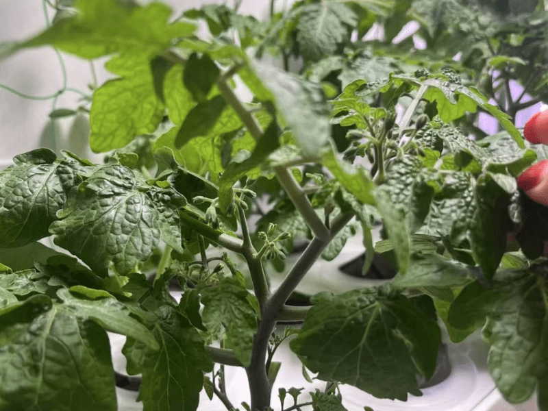 Indoor hydroponic setup with tomato and strawberry plants at home.
