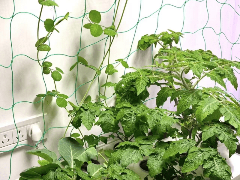 Pollinated hydroponic plant successfully fruiting in indoor garden setup.