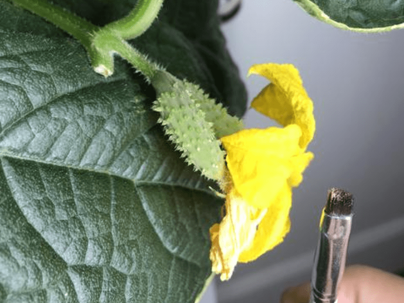 Classic hand pollination method for hydroponic plants using a small brush.