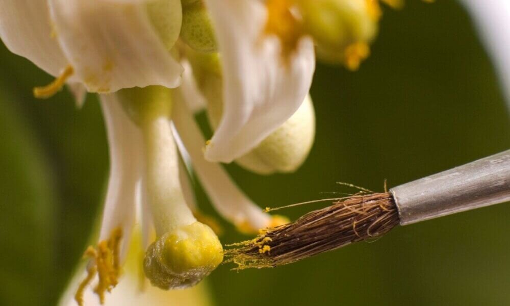 Using a brush to pollinate a hydroponic flower