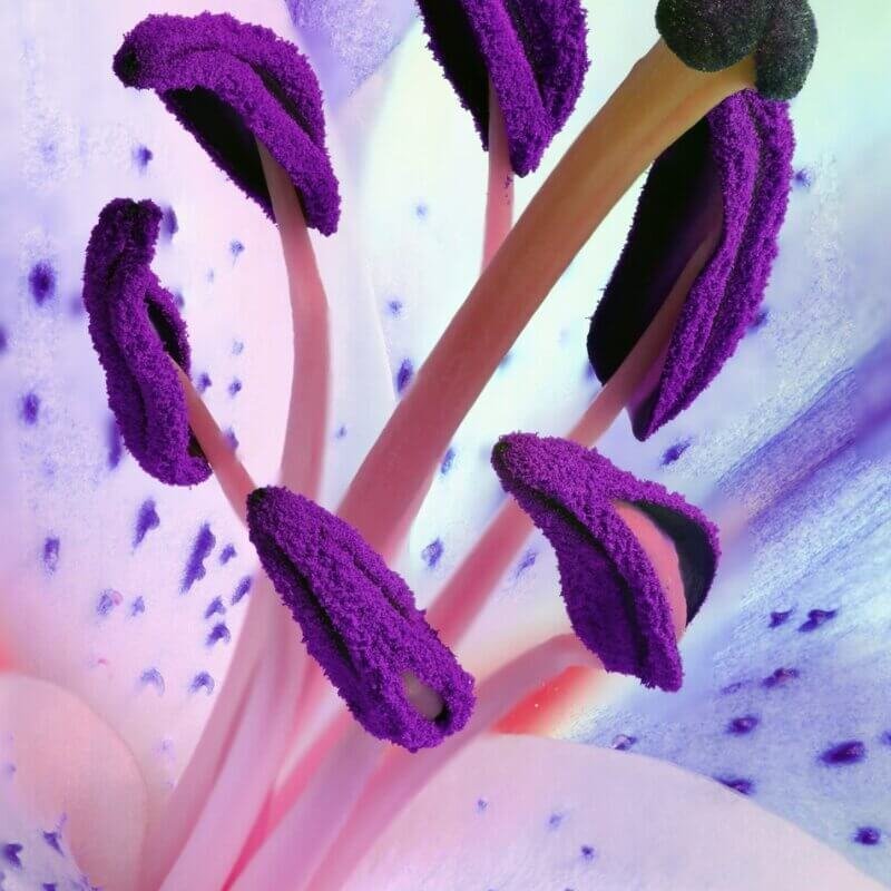 Close-up of pollen on a hydroponic flower