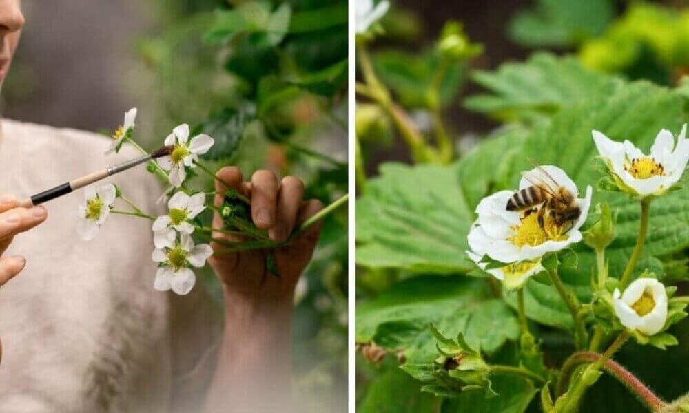 Flower being pollinated