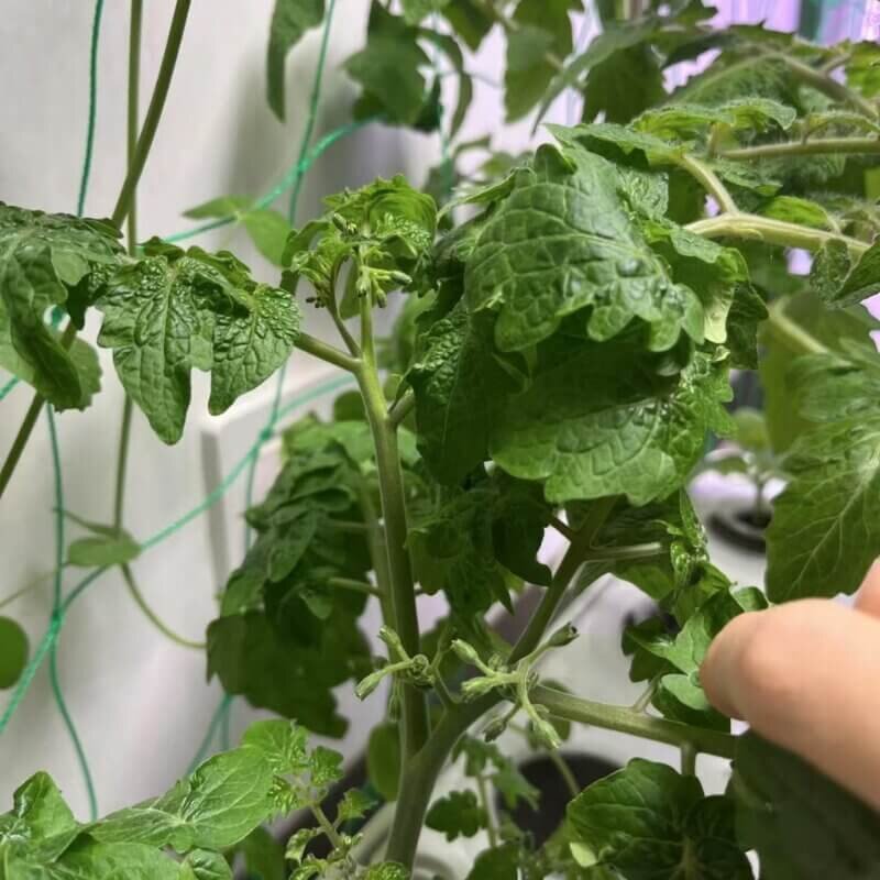 Flowering hydroponic plant indoors