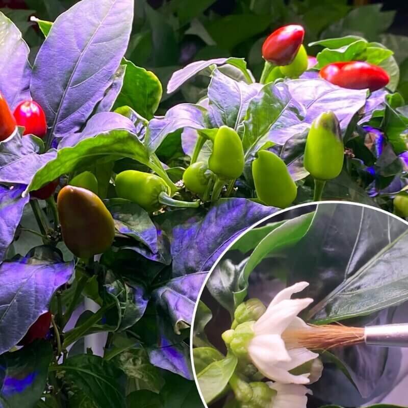 Flowering hydroponic plants ready for pollination