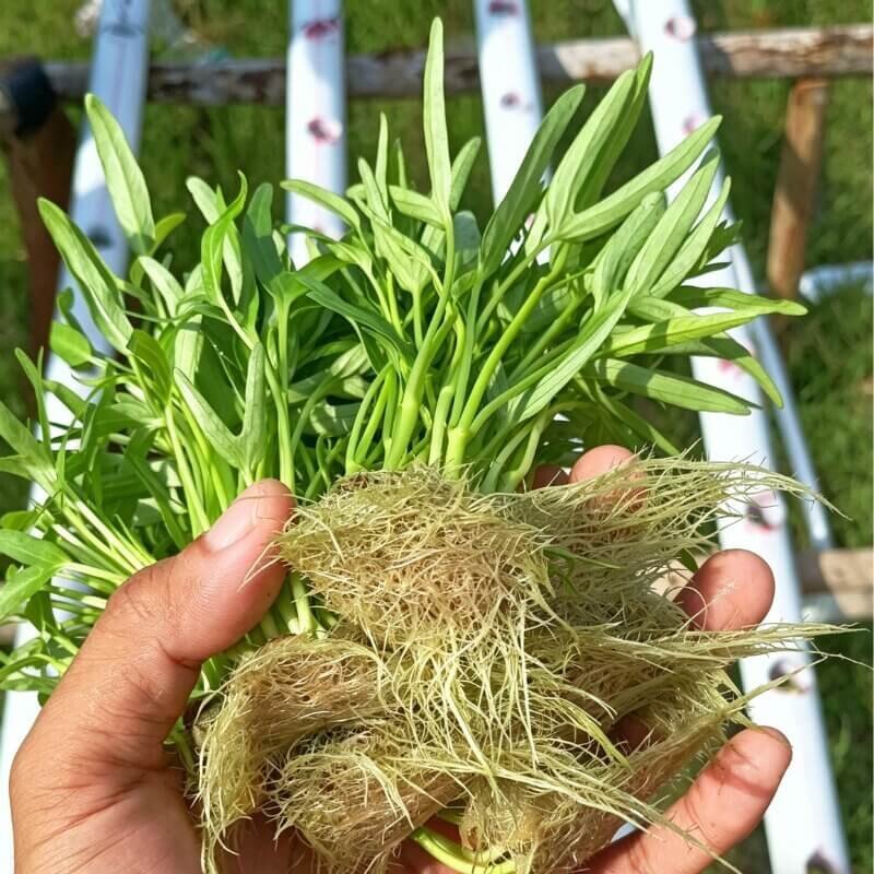 fresh hydroponic spinach harvest indoor leafy greens easy crops for beginner hydroponic gardening