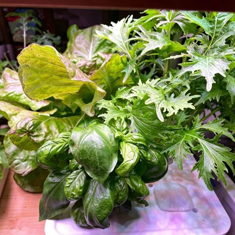 fresh hydroponic arugula harvest indoor leafy greens fast growing crop for beginner hydroponic gardening
