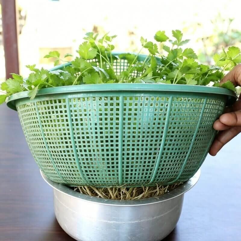 fresh hydroponic cilantro harvest indoor herb garden easy herbs for beginner hydroponic gardening