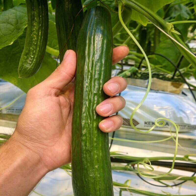fresh hydroponic cucumbers harvest indoor vine crops high yield vegetables for beginner hydroponic gardening