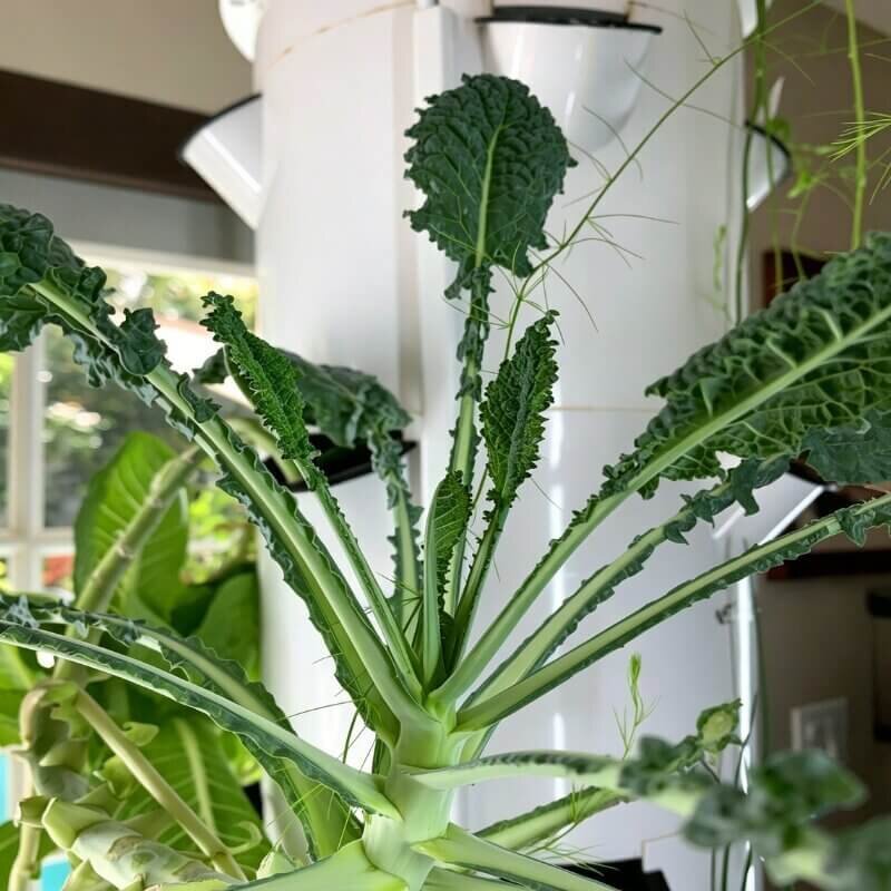 fresh hydroponic kale harvest indoor leafy greens easy crops for beginner hydroponic gardening