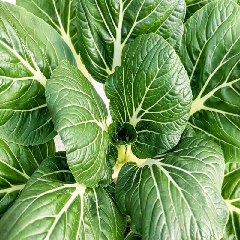 fresh hydroponic pak choi harvest indoor leafy greens easy crops for beginner hydroponic gardening
