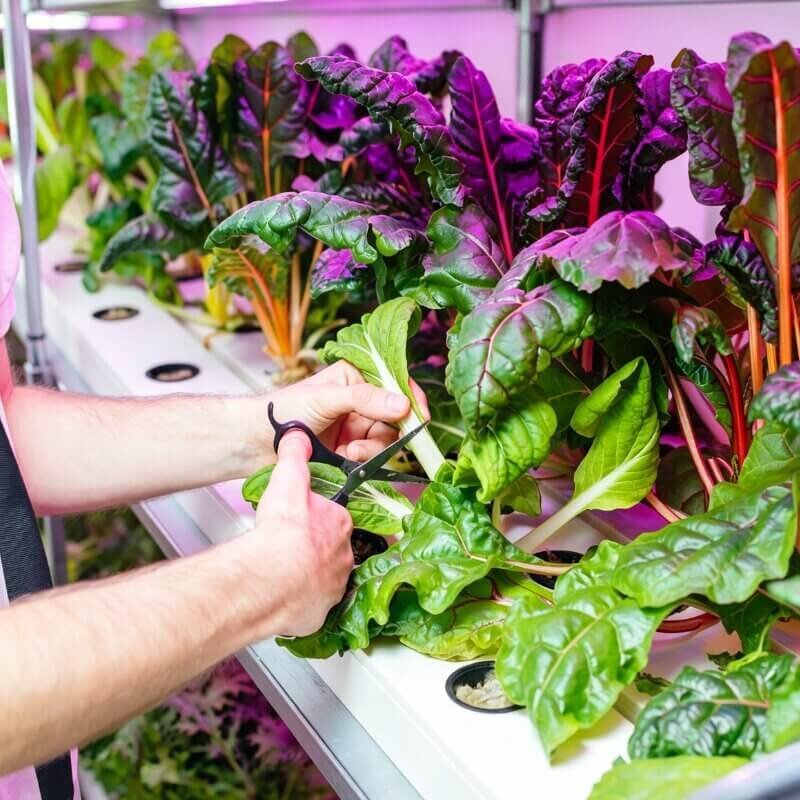 fresh hydroponic swiss chard harvest colorful leafy greens indoor easy vegetables for beginner hydroponic gardening