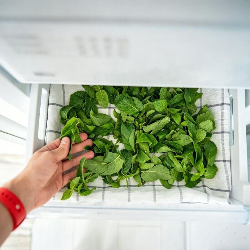 fresh hydroponic mint harvest indoor herb garden easy care plants for beginner hydroponic gardening