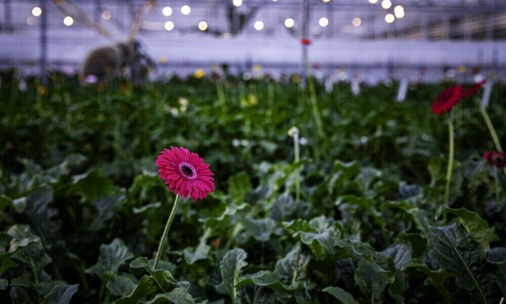 Hydroponic plants being pollinated in a greenhouse