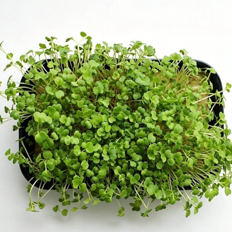 hydroponic arugula indoor growing system quick harvest leafy greens ideal for beginner hydroponic plant setups