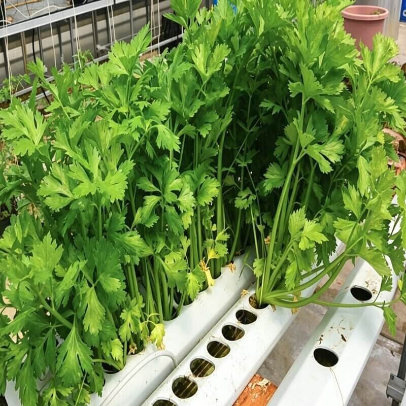 hydroponic celery indoor growing system steady leafy vegetable ideal for beginner hydroponic plant setups