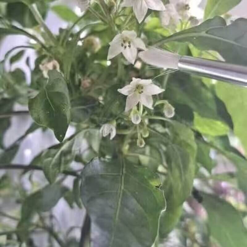 Hydroponic flower growing on a vine