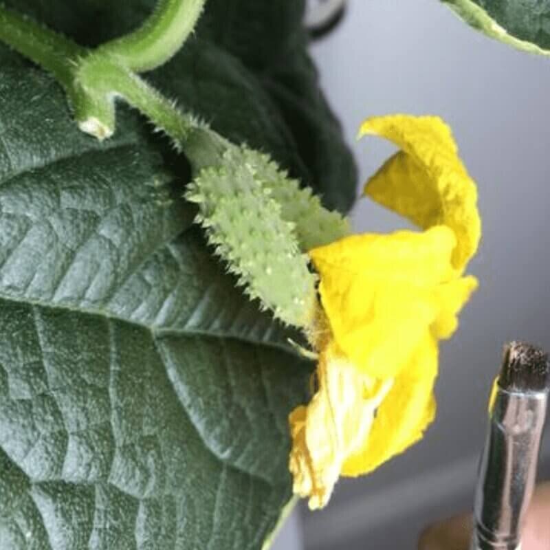 Hydroponic flower ready for pollination