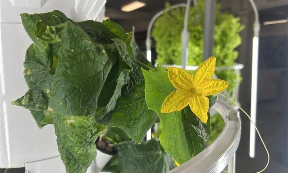 Flowering hydroponic plant