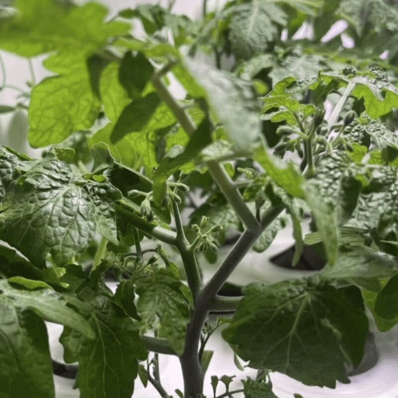 Hydroponic flowers before fruiting