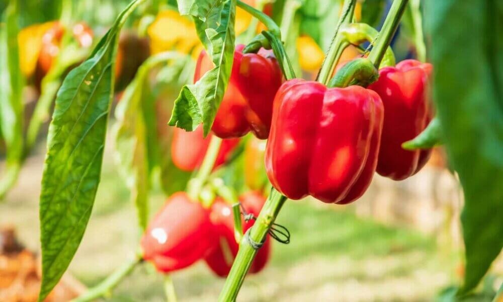 Hydroponic fruits after successful pollination