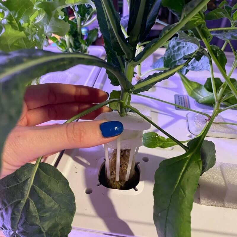 hydroponic kale indoor growing system hardy leafy green ideal for beginner hydroponic plant setups