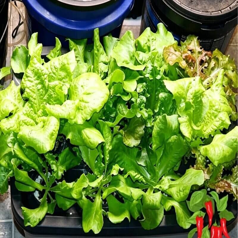 hydroponic lettuce indoor growing system easy hydroponic plants for beginners leafy greens