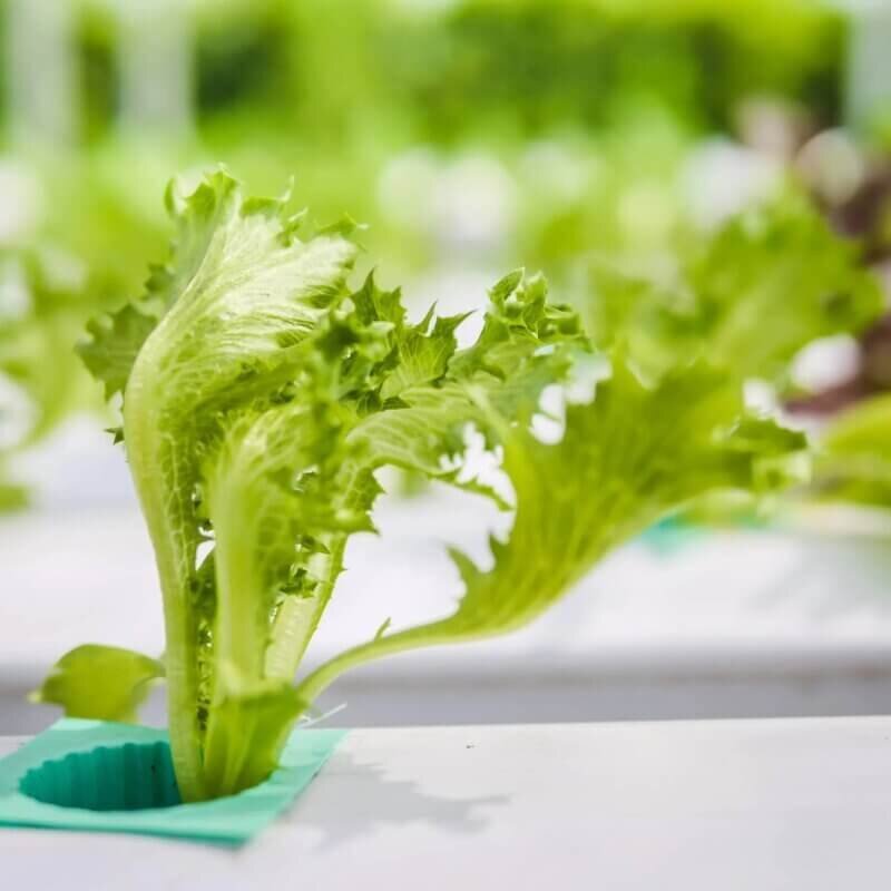 hydroponic lettuce varieties butterhead romaine oakleaf best leafy greens for starting hydroponic gardening