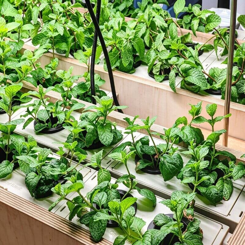 hydroponic mint easy growing herb simple indoor system best herbs for beginner hydroponic plants