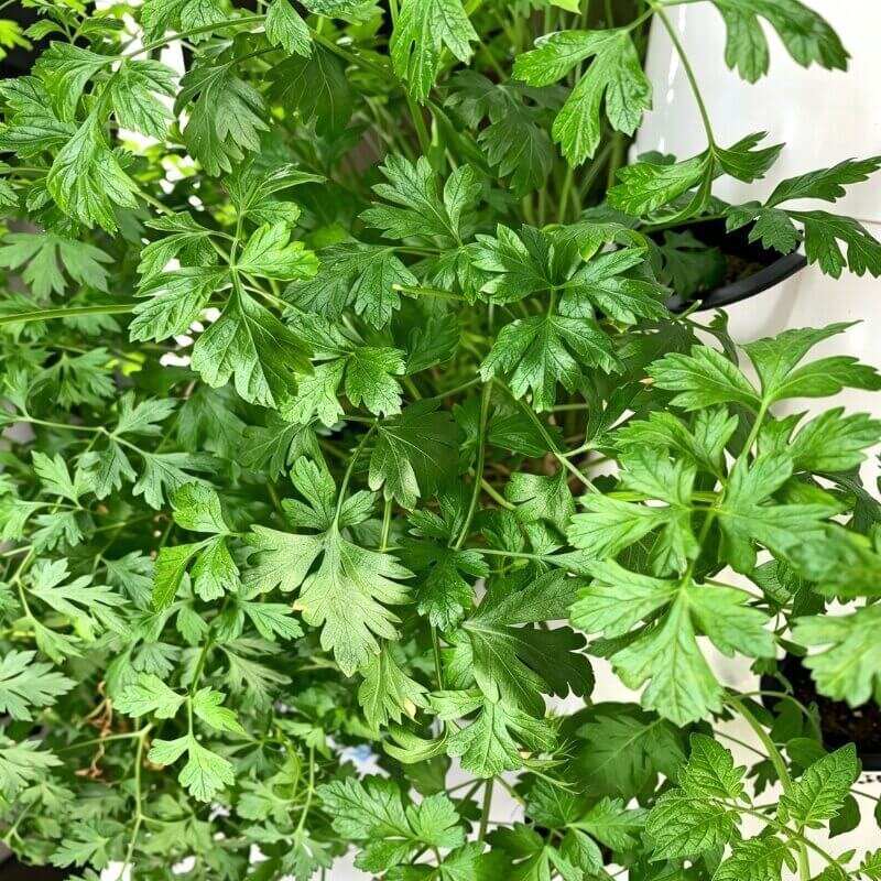 hydroponic parsley indoor growing system steady herb growth ideal for beginner hydroponic plant setups