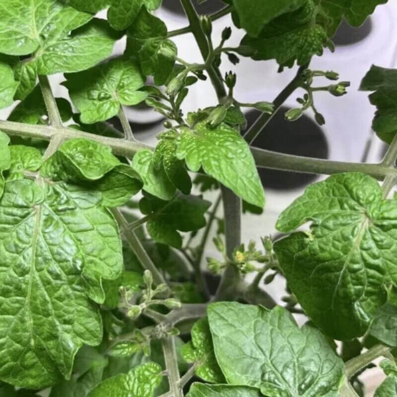 Hydroponic plants being pollinated