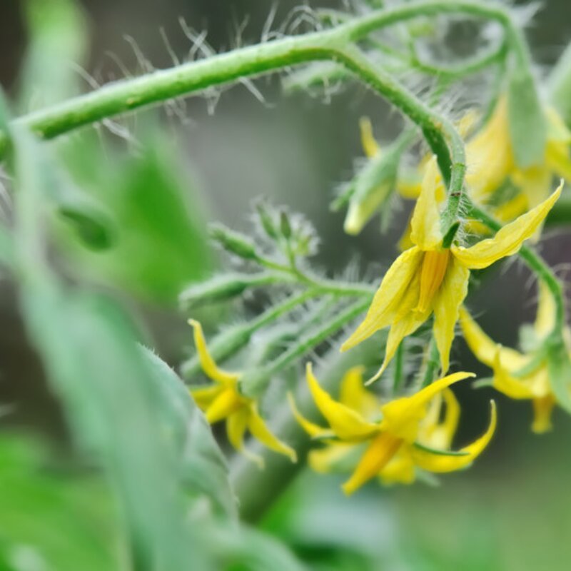 Hydroponic plant during pollination