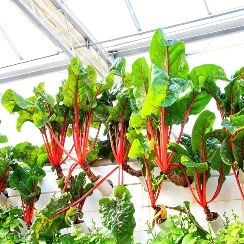 hydroponic swiss chard indoor growing colorful stems leafy vegetable ideal for beginner hydroponic plant setups