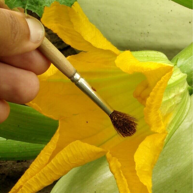 Hydroponic tomato flowers ready for pollination