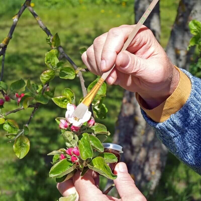 Manual pollination of hydroponic flowers