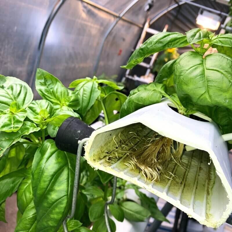 NFT hydroponic basil system indoor growing setup for beginners easy hydroponic gardening method