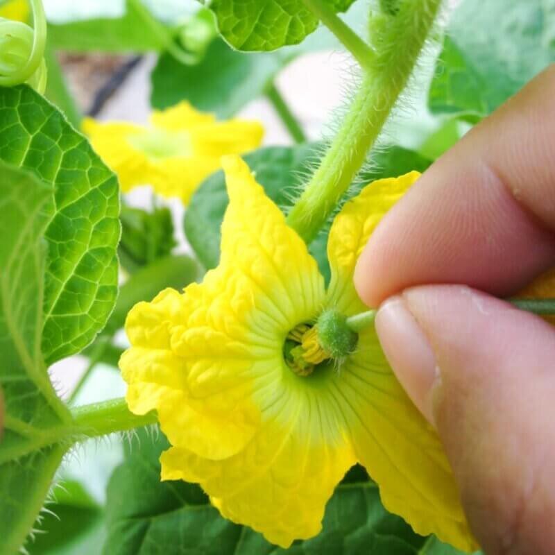 Pollinating a hydroponic flower by hand