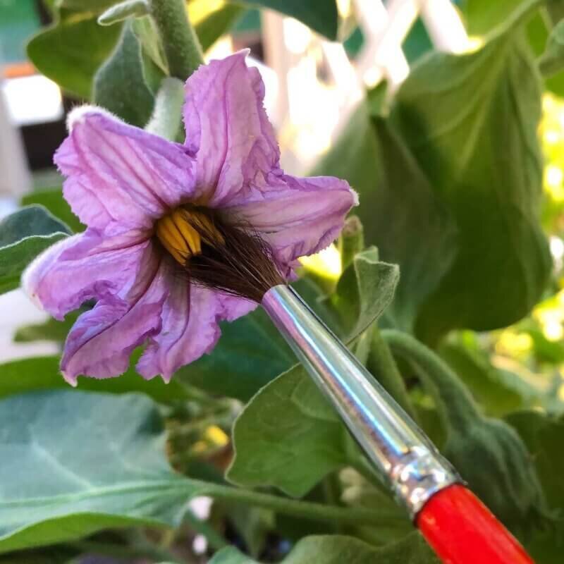 Precision pollination of a hydroponic flower