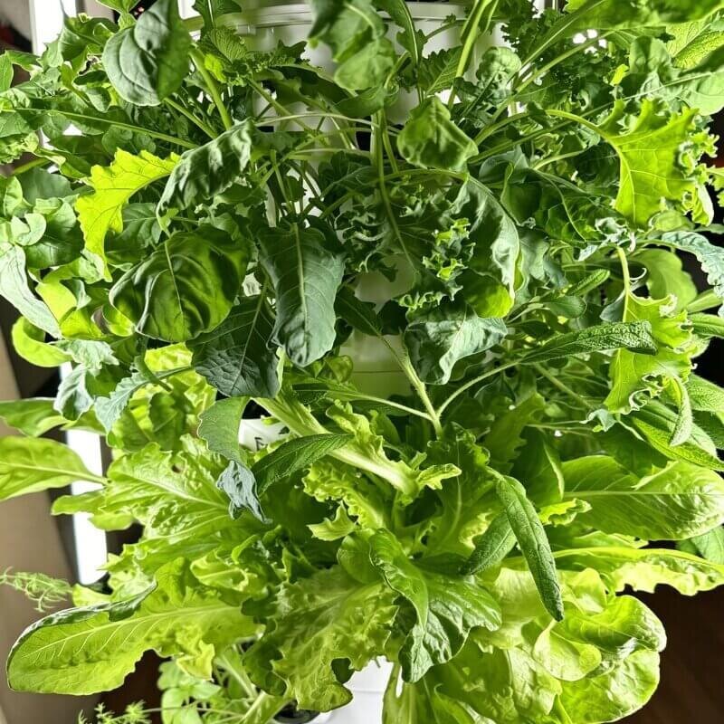 vertical hydroponic arugula indoor tower leafy greens space saving system for beginner hydroponic growers